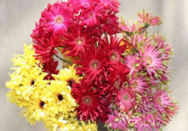 GERBERA, PASTINI, ASSORTED