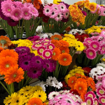 GERBERA, MINI, ASSORTED