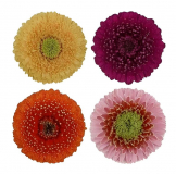 GERBERA, MINI, GERONDO, ASSORTED