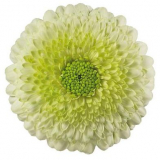 GERBERA, MINI, GERONDO, ASSORTED