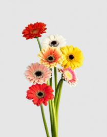 GERBERA, MICRO, ASSORTED