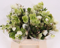 HELLEBORUS, 40CM, MAGN BELLS GREEN