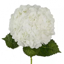 HYDRANGEA, 60CM, WHITE