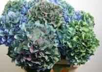 HYDRANGEA, 60CM, ANTIQUE BLUE/GREEN