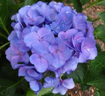 HYDRANGEA, 60CM, BLURPLE