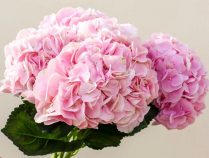 HYDRANGEA, 60CM, LIGHT PINK