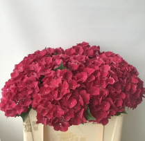 HYDRANGEA, 60CM, MON AMOUR, RED