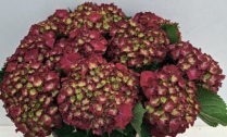 HYDRANGEA, 60CM, MON AMOUR, GREEN/RED/PURPLE