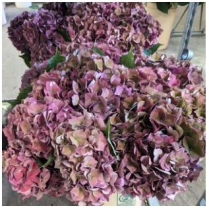 HYDRANGEA, 60CM, MON AMOUR, ANTIQUE