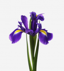 IRIS, BLUE, TALL (100/BOX)