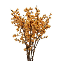 ILEX, GOLDEN, 50CM