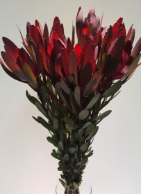 LEUCADENDRON, BUNCH (US)