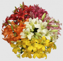 LILY, ASIATIC, 5/BUNCH, ASSORTED