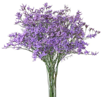 LIMONIUM LATIFOLIUM, BUNCH, MISTY BLUE (US)