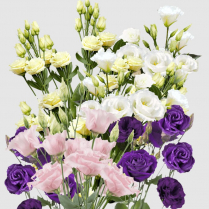 LISIANTHUS, ASSORTED