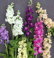 MATTHIOLA, STOCKS, ASSORTED