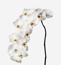 PHALAENOPSIS, 12-15 BLM/STEM, WHITE