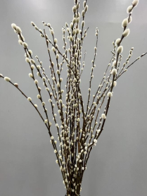 SALIX, PUSSY WILLOW, STEM, 60 CM