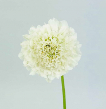 SCABIOSA, WHITE