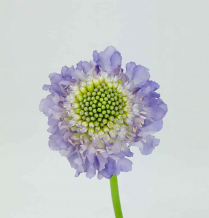 SCABIOSA, BLUE