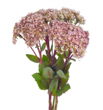 SEDUM, MATRONA