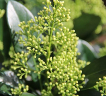 SKIMMIA, BUNCH, LIME LIGHT, 50CM (NO EXPORT)