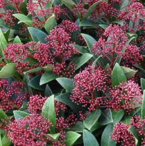 SKIMMIA, BUNCH, RED RUBINETTA, 50CM (NO EXPORT)