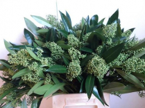 SKIMMIA, BU, 50CM, KEW GREEN (NO EXPORT)