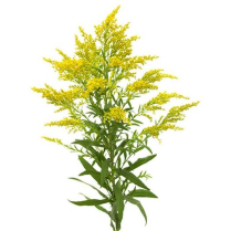 SOLIDAGO, BUNCH (US)