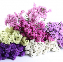 STATICE WINGS, LIMONIUM, BUNCH