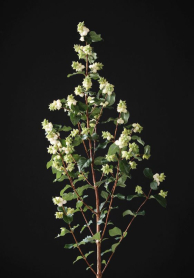 SYMPHORICARPUS, 60CM, WHITE