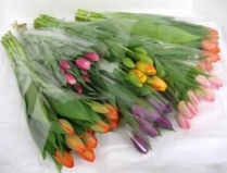 TULIPS, GHS, ASSORTED