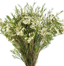 WAX FLOWER, WHITE, BUNCH (US)