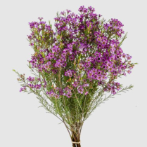 WAX FLOWER, PURPLE, BUNCH (US)