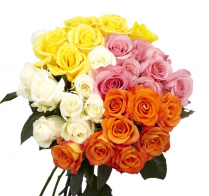 CONS BU, ROSES, 50CM, 12ST BU (NO EXP)