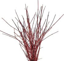 CORNUS, RED DOGWOOD, BUNCH, MEDIUM