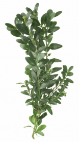 BOXWOOD, BUNCH, 10/PAIL