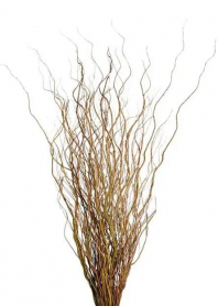 CURLY WILLOW, GREEN, BUNCH, MEDIUM