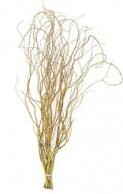 CURLY WILLOW, GREEN, BUNCH, TIPS