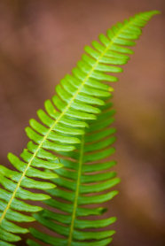 FERN, DEER/ELK, BUNCH