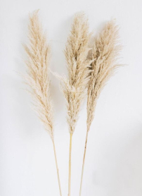 PAMPAS GRASS, BUNCH, MEDIUM 70 CM, (NO EXPORT)