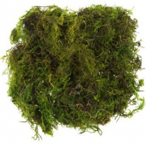 MOSS, GREEN FOREST, LARGE BAG