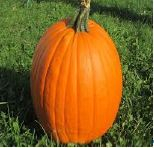 PUMPKIN, BIN OF ±100, SCHOOLHOUSE ORANGE