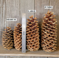 PINE CONES, SUGAR, MEDIUM, CASE OF 30