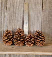 PINE CONES, LODGE POLE, 350/CASE 2556