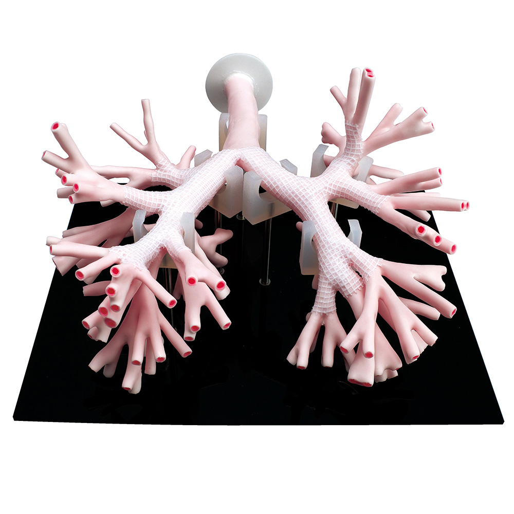 Koken Bronchoscopy Training Model WorldPoint®