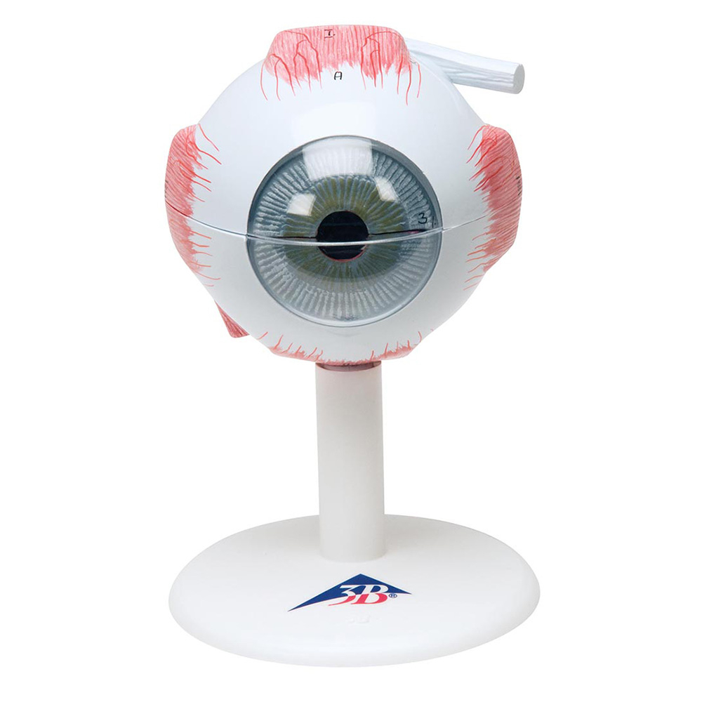 3B Scientific® Eye Model (3x Full Size), 6 Part WorldPoint®