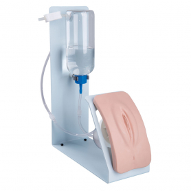 3B Scientific® Female Catheterization Simulator, Basic