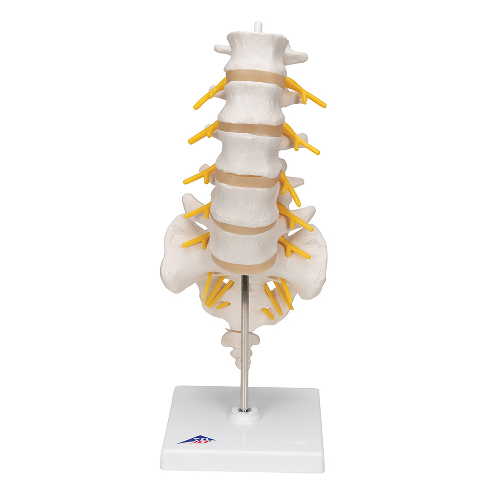 lumbar spine anatomy