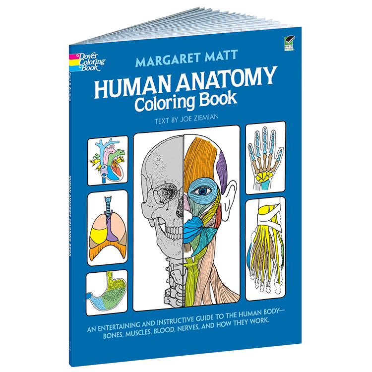 Human Anatomy Coloring Book Art Materials Online